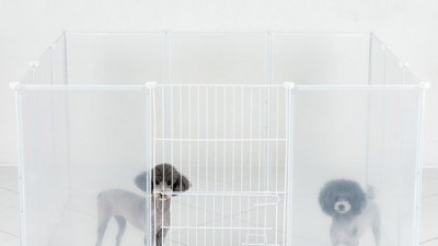 🐶 튼튼한 강아지안전문 고정! 불안함 ZERO 후기 & 꿀팁 대방출 🚪✨